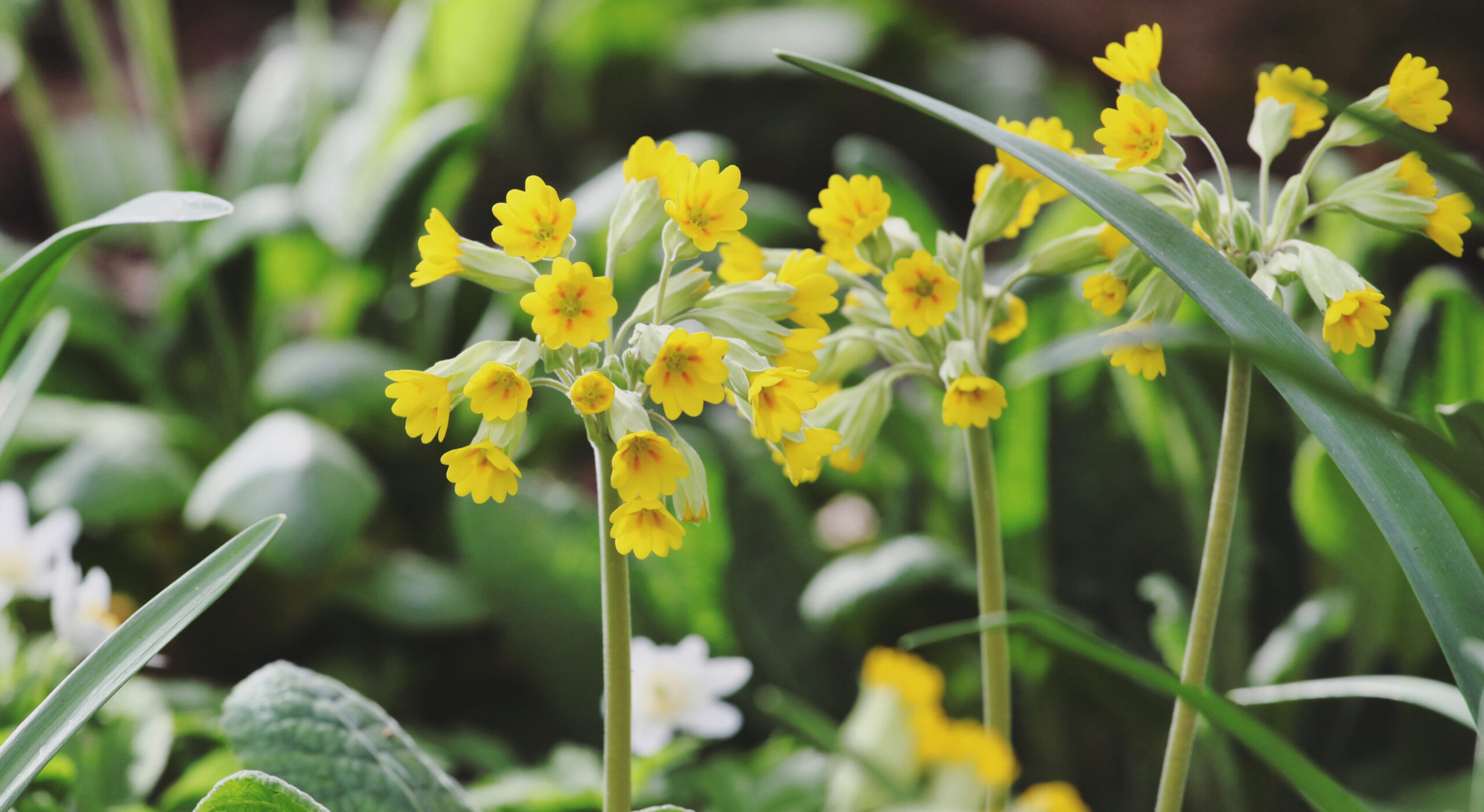 Yellow cowslip primroses 'Primula Veris' in flower